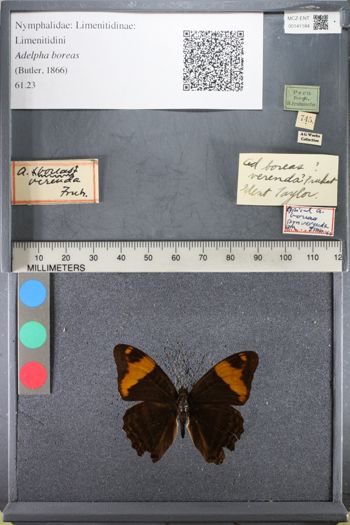 Media type: image;   Entomology 141184